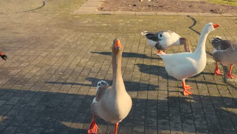 close up view of a goose on road during sunny afternoon