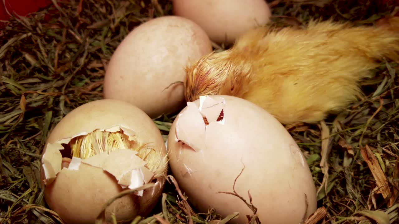 Duckling hatching, moving inside broken shell next to eggs and baby duck