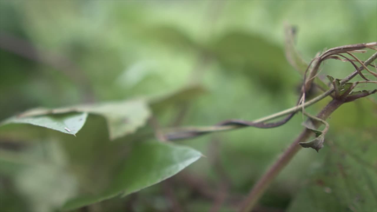 super zoom en ramas con hojas en un fondo borroso