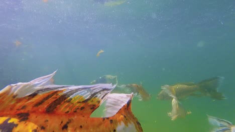 colorful japanese koi fish swimming in the pond around underwater camera, closeup shot