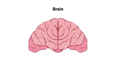 a 12-second flat design animation transitions from a full human figure to a close-up anatomical illustration of the brain, using smooth zoom and spotlight effects