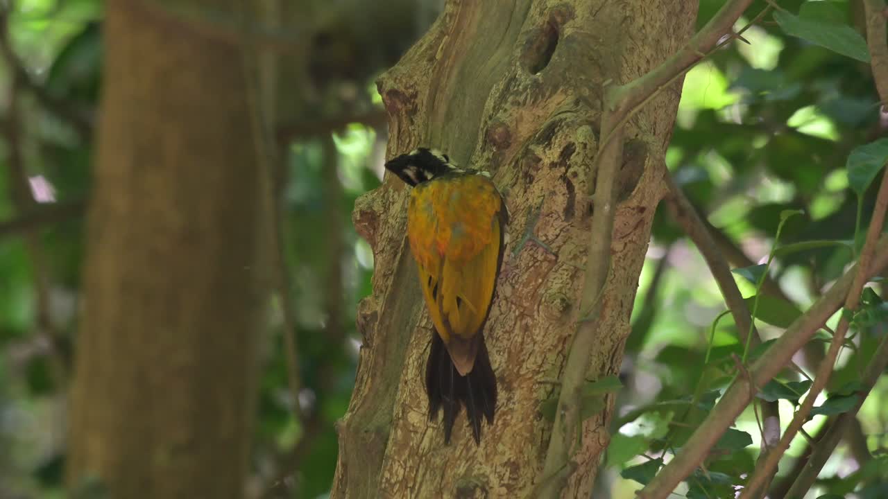 cavando en la corteza y luego mueve su cabeza hacia la derecha para parecer como se ve en lo profundo del bosque, flameback común dinopium javanense, tailandia