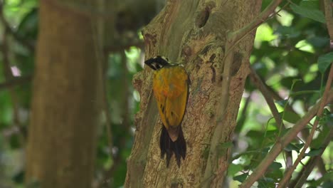 Digging-on-the-bark-and-then-moves-its-head-towards-the-right-to-look-as-seen-deep-in-the-forest,-Common-Flameback-Dinopium-javanense,-Thailand