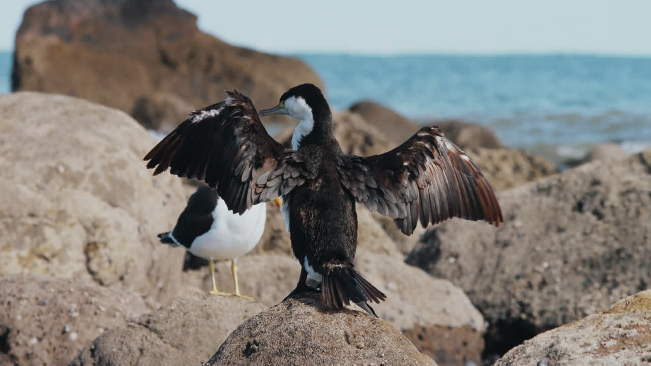 vista de un cormorán de varios colores secando sus alas cerca del océano - de cerca