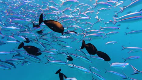 fish swim in the blue sea by the thousands