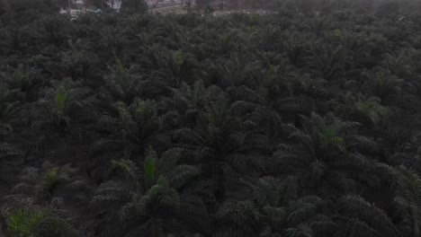 reveal shot of palm tree forrest at belitung indonesia at sunset, aerial