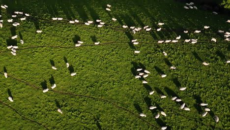 aerial panning shot revealing flock of sheep walking across a large meadow at sunset in new zealand