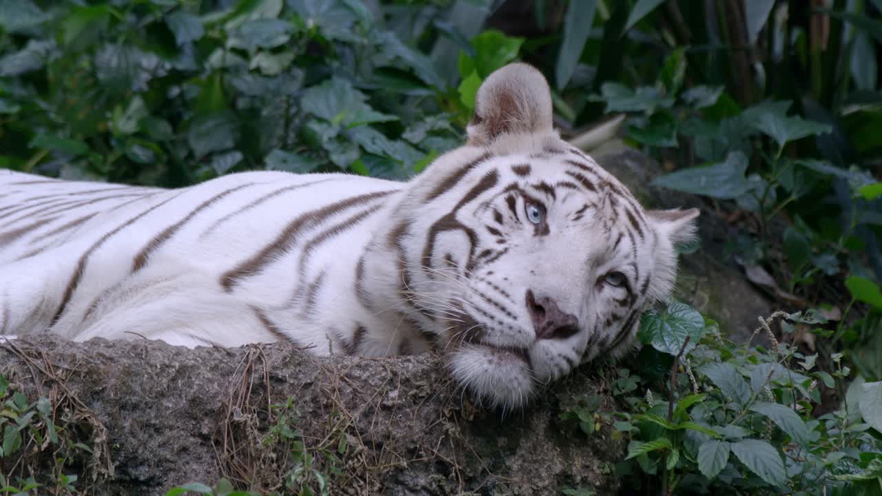 tigre blanco dormido descansando y tirado en el suelo en el bosque