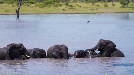Afrikanische-Elefantenherde-Badet-Spielerisch-Gemeinsam-Im-Wasserloch-Der-Savanne