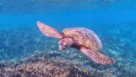 green sea turtle swimming under the tropical blue sea