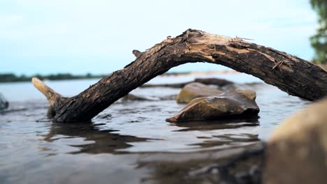 Broken-tree-branch-on-beach