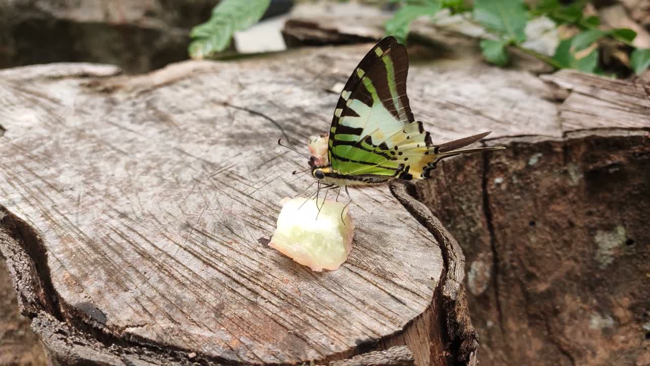 야생 나비는 과일 조각에서 꿀을 빨고 있습니다.