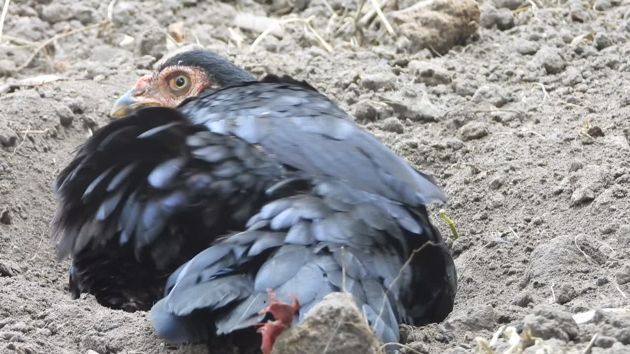pollo disfrutando de un baño