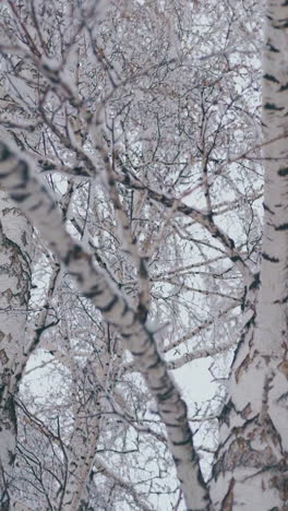 round camera motion birch grove with long branches covered with snow after snowfall on early spring day low angle shot