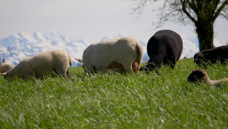 Nahaufnahme-Von-Weißen-Und-Schwarzen-Schafen-Und-Lämmern-Vor-Schneebedeckten-Bergen-Bei-Sonnenschein