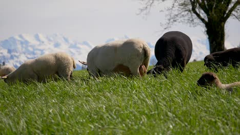 close pan shot of white and black sheep and lamb in front of snowy mountains during sun