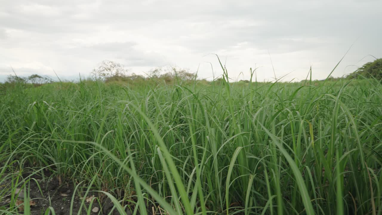 Footage of a panning view of a sugarcane field in Colombia showing tropical agriculture and rural landscape