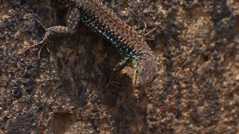 marrón darevskia lagarto armenio camuflaje perfecto en la pared de piedra oscura de cerca