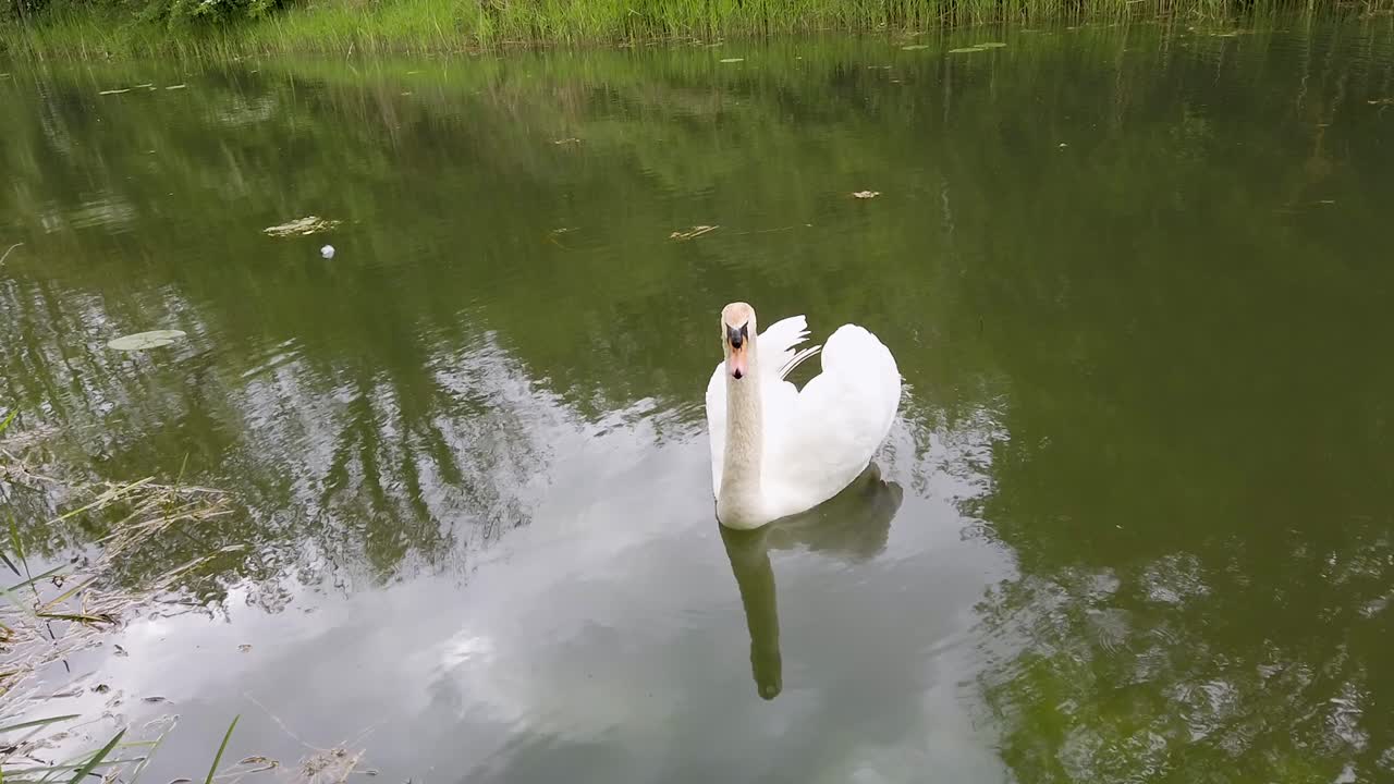 영국에서 가장 작은 카운티인 러틀랜드의 오크햄 운하에서 수영하는 하얀 백조