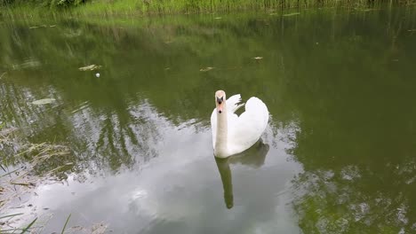 A-white-swan-swimming-on-Oakham-canal-in-Rutland,-the-smallest-county-in-England