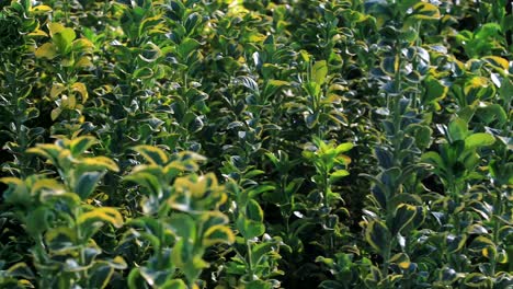 close-up images of seedlings outdoors