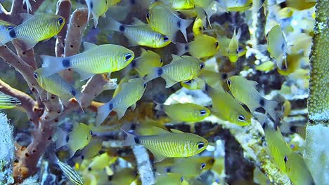 underwater shots while diving on a colorful reef with many fishes.