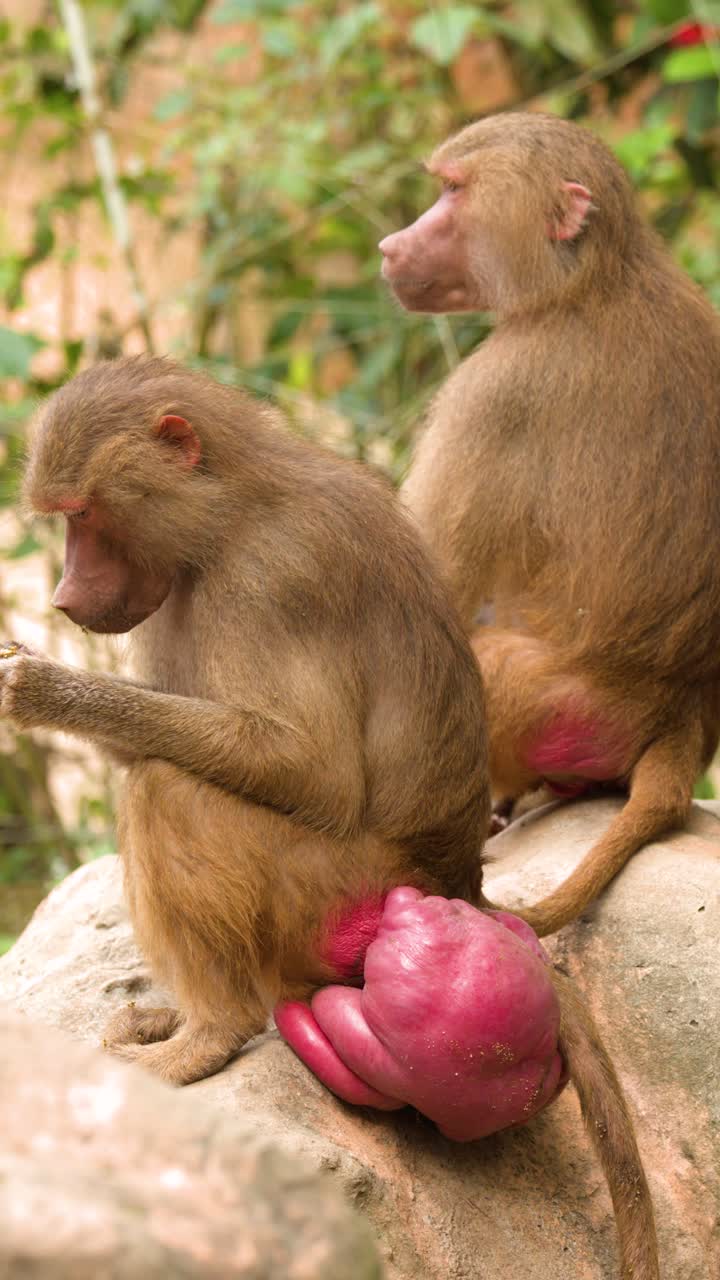 Two hamadryas baboons sit on rocks, one grooming itself while the other looks away