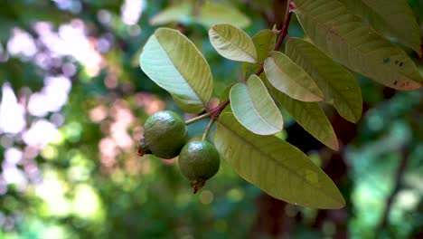 muy fresco en rama de guayaba