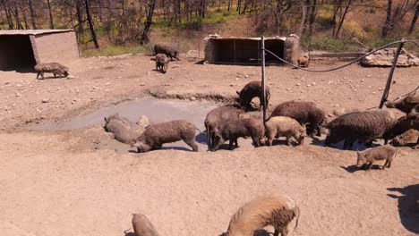 Gruppe-Von-Schweinen,-Die-Schlammbäder-In-Einer-Schweinefarm-Nehmen