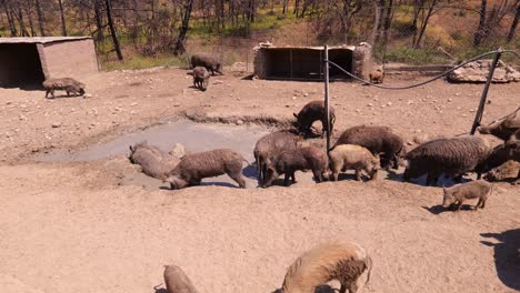 grupo de cerdos tomando baños de barro en una granja de cerdos