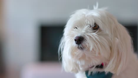 un primer plano de un lindo perrito blanco mirando curiosamente alrededor de la cámara con sus ojos de cachorro en una casa lujosa