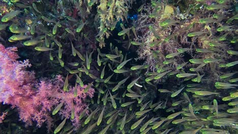 peces de vidrio y corales blandos de cerca en el mar rojo