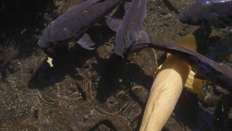 yellow and black koi fish swimming in clear water - tokyo, japan - closeup shot, slow motion