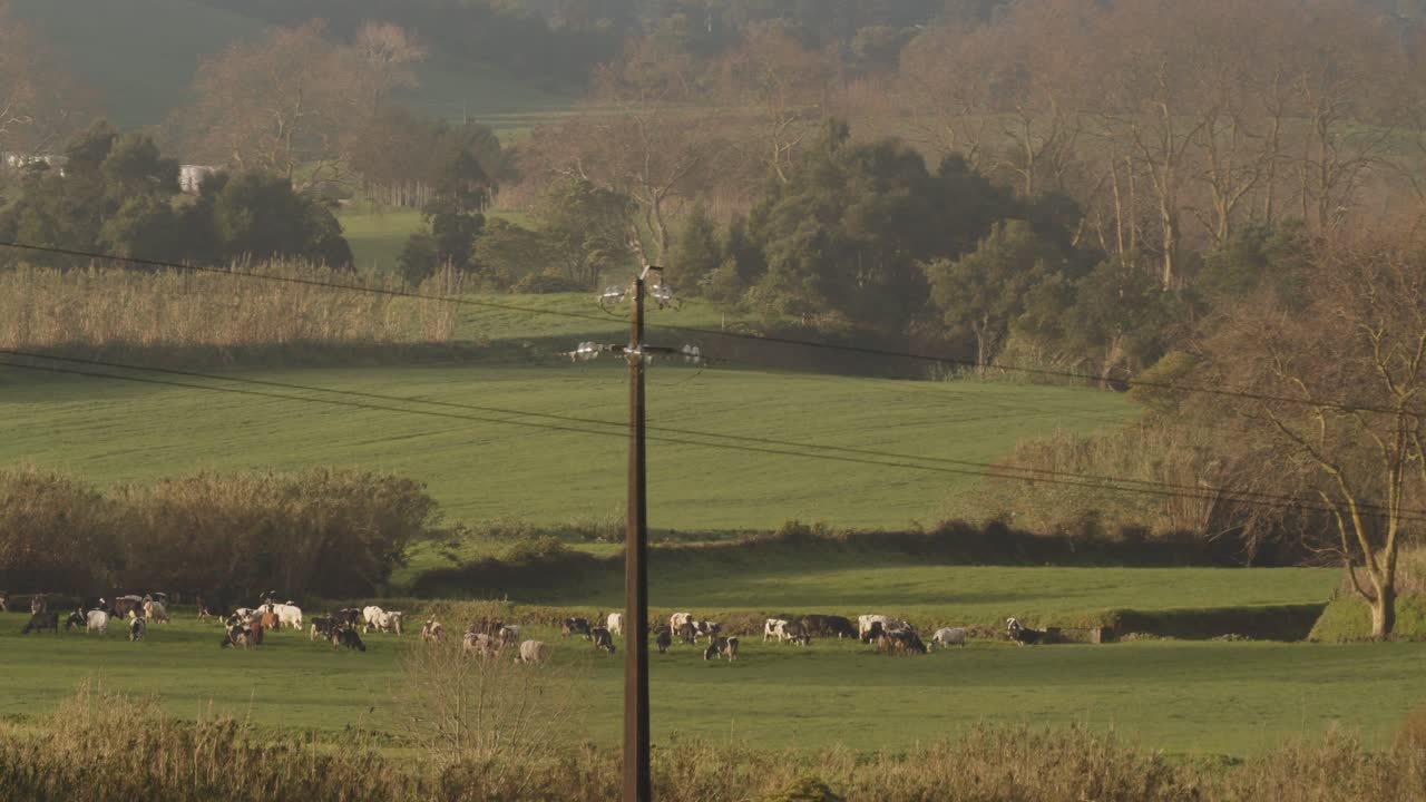 덥고 화창한 날 목초지에 있는 소 떼
