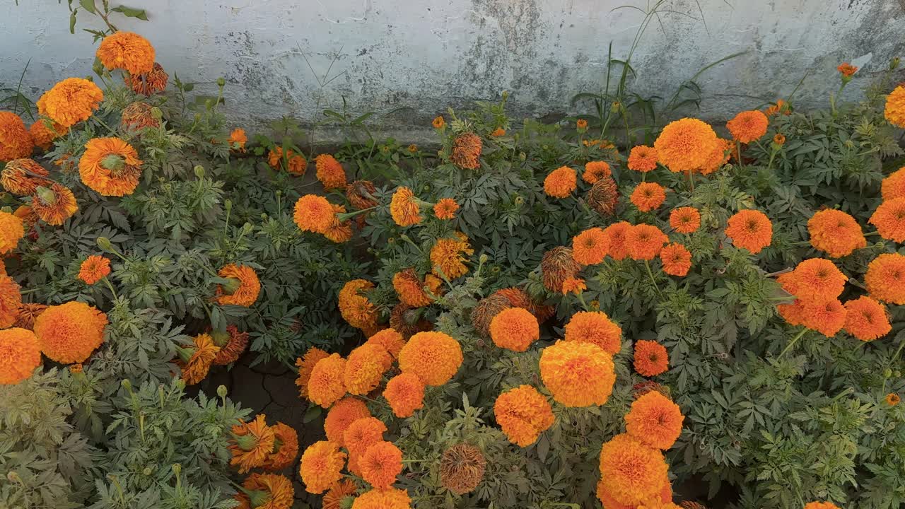 Tracking shot of orange marigold flowers blooming the garden