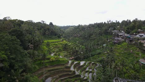 Unique-cinematic-drone-view-flying-high-through-a-lush-traditional-Balinese-working-rice-paddy-field