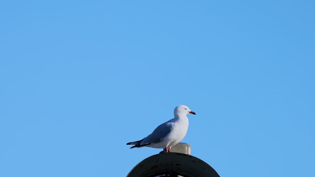A seagull sits atop a post under a bright blue sky in Akaroa, New Zealand. The lighting is natural and serene