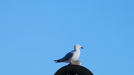 a seagull sits atop a post under a bright blue sky in akaroa, new zealand. the lighting is natural and serene