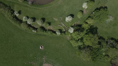 medieval castle in somerset, england. most of the site is in ruins, with a thatched gatehouse used for holiday's. drone moving left over the green fields near the castle ruins. 60fps