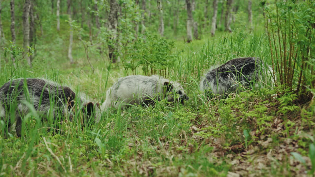 Close up shot a group of nordic foxes feeding in the forest. Arctic wildlife. Tundra habitat.