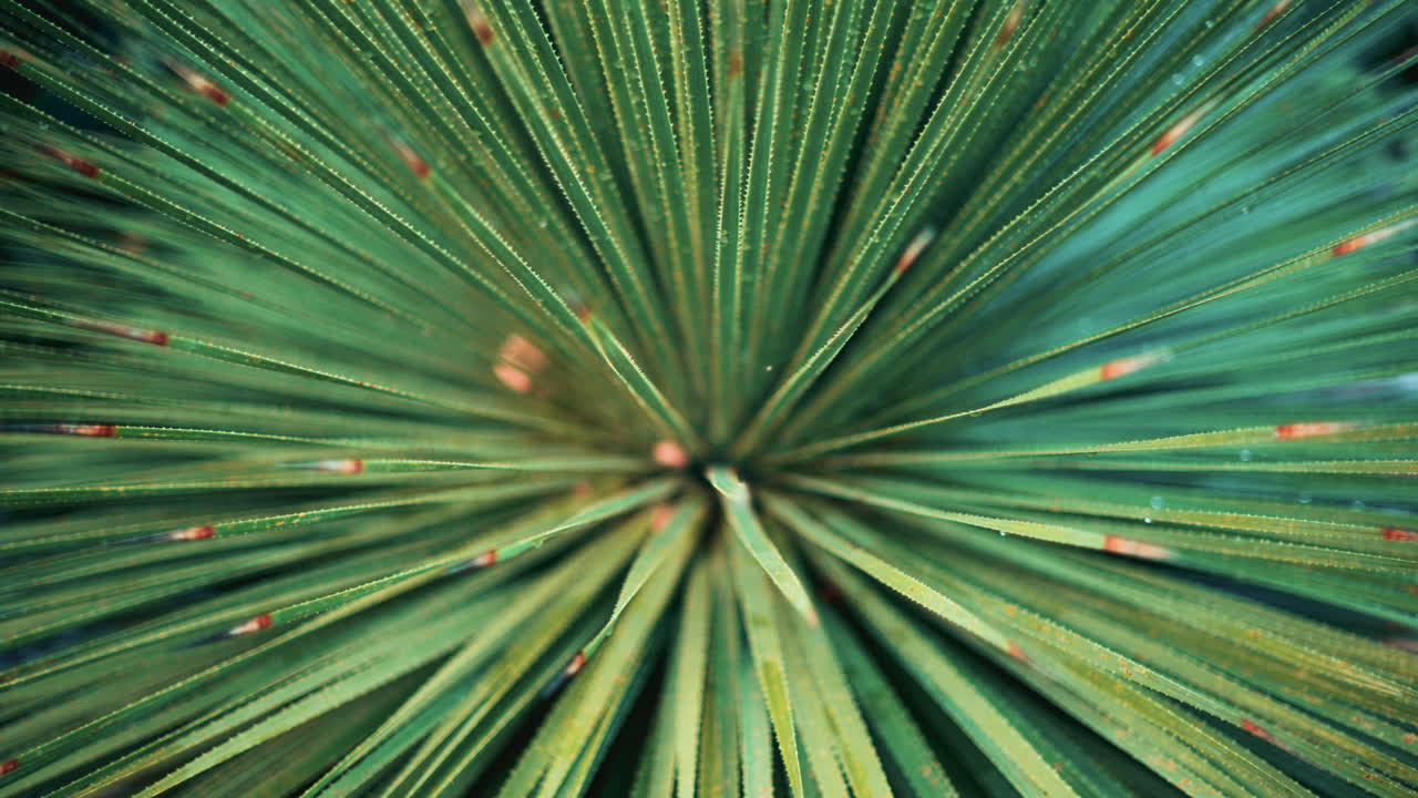 Close up of a tropical palm leaf covered in dew or raindrops