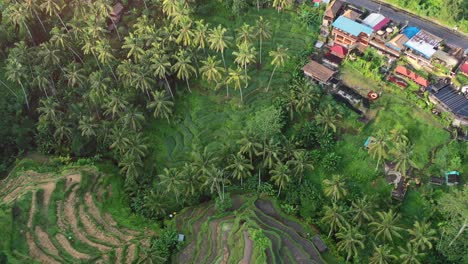 top down view of tegallalang rice terrace at sunrise with field of coconut trees, aerial