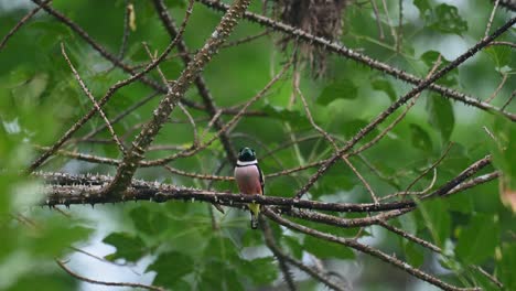 visto moviendo su cabeza mientras está posado en una rama espinosa, eurylaimus ochromalus de pico ancho negro y amarillo, parque nacional kaeng krachan, tailandia
