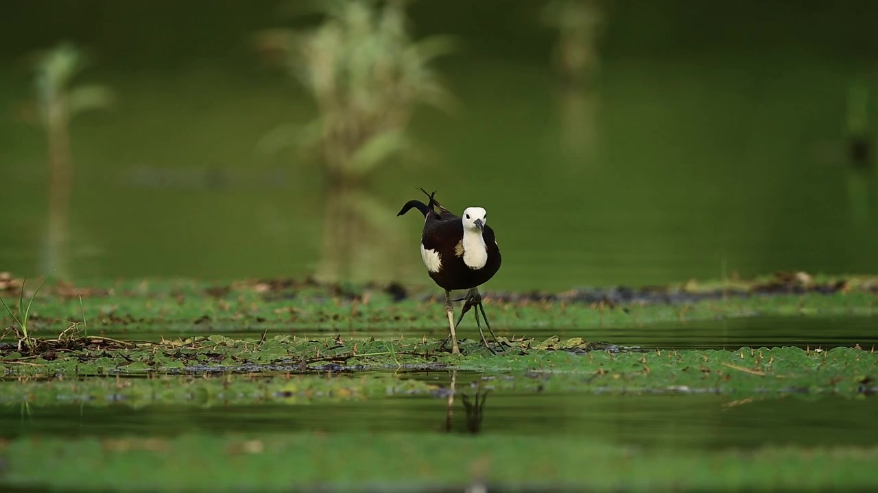 Natural wildlife footage of a Pheasant-tailed Jacana foraging among aquatic plants, highlighting the unique behavior of this remarkable wetland bird.