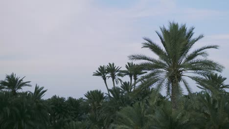 palms, blue sky, daylight