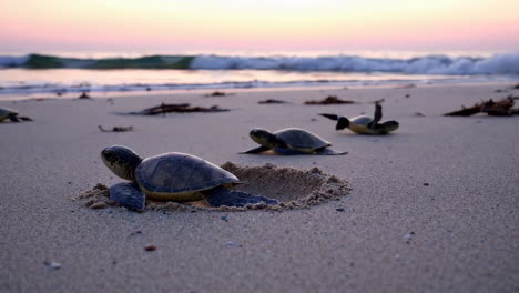 baby sea turtles hatching on the beach at sunrise