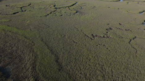 aerial view of a coastal marsh