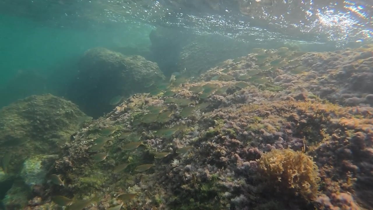 Banco di piccoli pesci che nuotano sopra fondali rocciosi, mostrando vita marina e acqua oceanica limpida con increspature superficiali