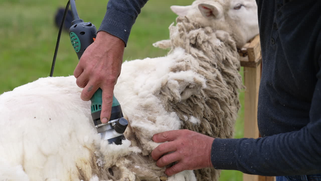 Soft white wool shearing from adult sheep. Farmer shearing sheep with electric professional clipper outdoors. Close-up.