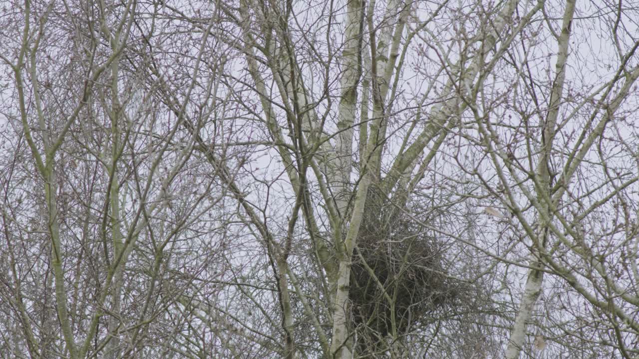 在冬天或雪地中固定射击无叶树和树枝